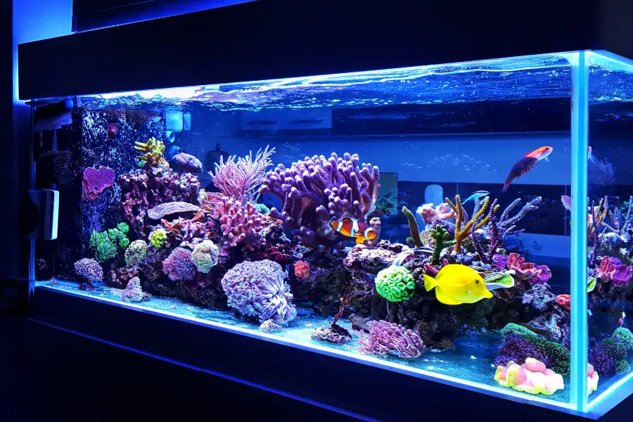 aquário-marinho-recife-coral-peixes-tropicais-iluminação-azul-LED-palhaço-tang-amarelo