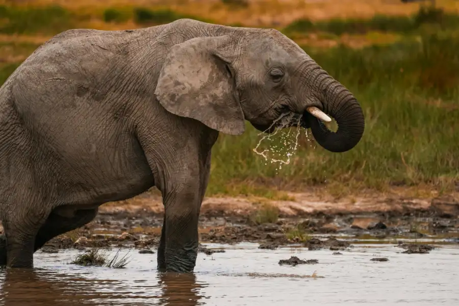 Elefante bebendo água. Top 10 espécies de animais mais protetoras do mundo.