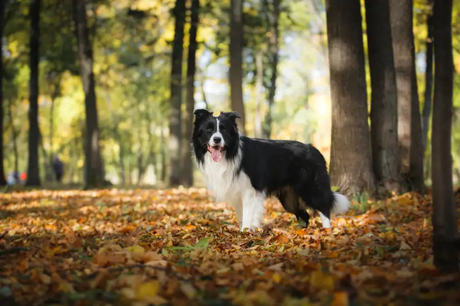 Cão pastor Border Collie em floresta outonal. Raças de cães pastores para fazenda.