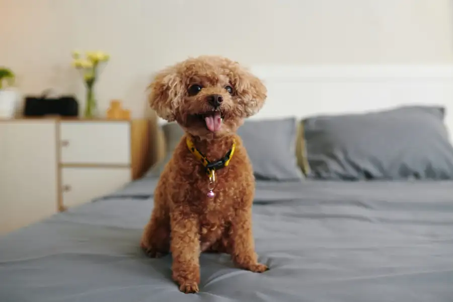 Cachorro poodle toy marrom, ideal para apartamento, sentado na cama.